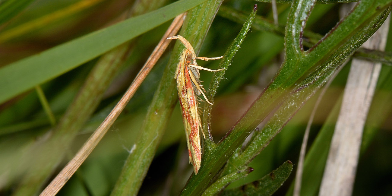 Elachistidae? S, Hypercallia citrinalis